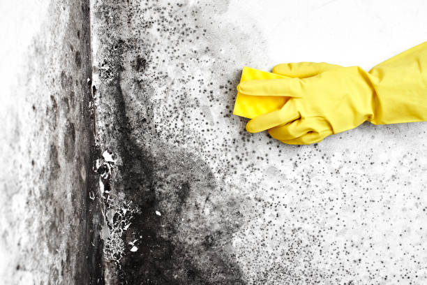 Best Certified Mold Removal  in Dundee, NY