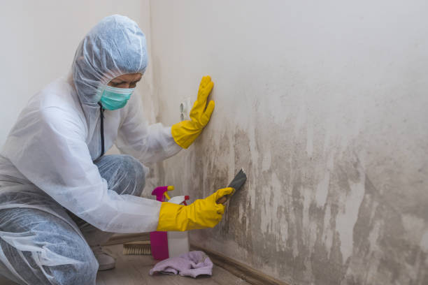 Best Mold Remediation  in Dundee, NY