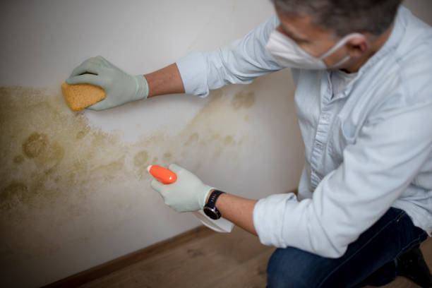 Crawl Space Mold Removal in Dundee, NY
