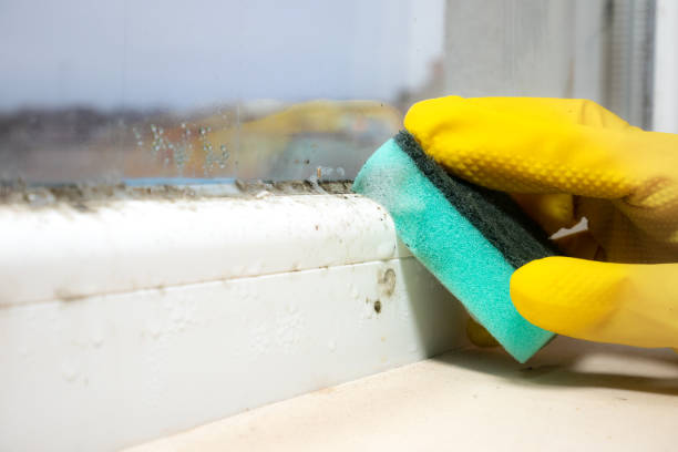 Best Mold Cleaning Services  in Dundee, NY