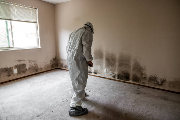 Best Mold Damage Repair  in Dundee, NY