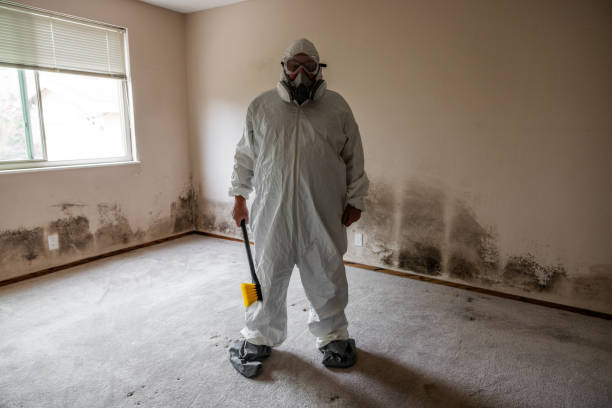 Best Toxic Mold Removal  in Dundee, NY