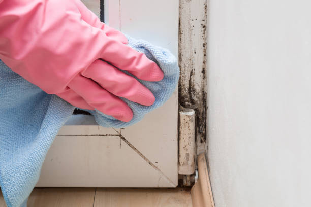 Best Office Mold Removal Services  in Dundee, NY