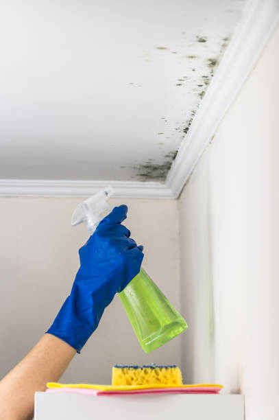  Dundee, NY Mold Removal Pros