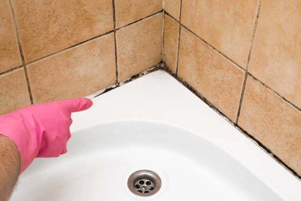 Best Professional Mold Removal  in Dundee, NY